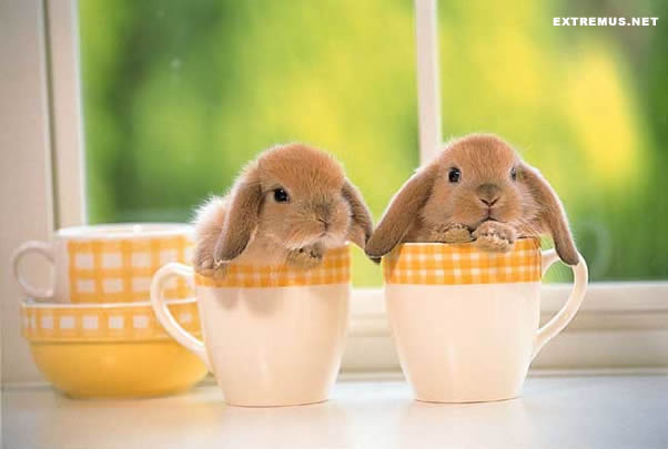 bunnies bunnies