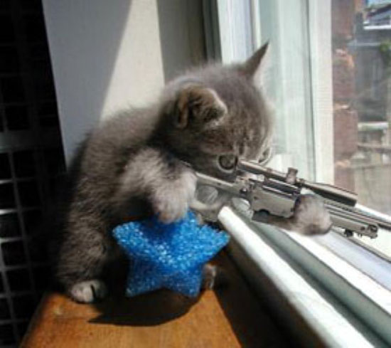 i-love-kittens i-love-kittens
